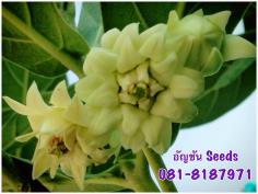 ดอกรักซ้อนสีม่วง,และสีขาว ขายทั้งดอก,ใบ,กิ่ง | อัญชัน seeds - สวนหลวง กรุงเทพมหานคร