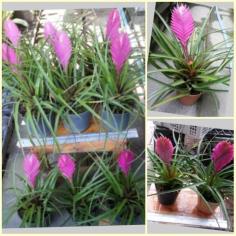 tillandsia paradise | ต้นไม้ใบเงิน - บางใหญ่ นนทบุรี