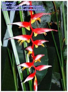 heliconia collinsiana