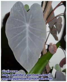 Alocasia Black Magic