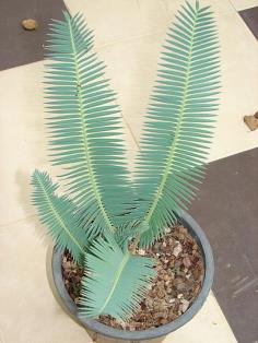 Dioon edule "queretaro form"