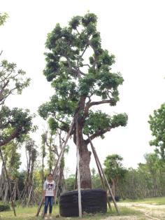 ต้นจิกน้ำ ขนาด 32 นิ้ว | สวนนภัทร - แก่งคอย สระบุรี