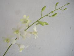 ดอกกล้วยไม้ขาว | A&Ex Orchids - บางแค กรุงเทพมหานคร