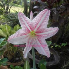 ว่านรางเงิน ดอกสีชมพูหวานๆ บางคนเรียกว่า "ลิลลี่เมืองไทย" | proud garden - เมืองนครปฐม นครปฐม