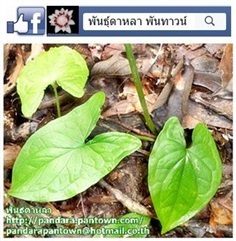 ว่านคางคก