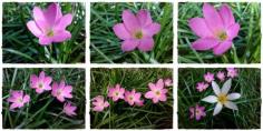 บัวดิน สีชมพู ดอกเล็ก | flower garden - เมืองจันทบุรี จันทบุรี