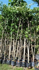 ต้นคูณ(ราชพฤกษ์) | สวน สวิง พันธุ์ไม้ล้อม - บ้านนา นครนายก