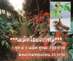 เมล็ดโสมเกาหลี(Korean ginseng)