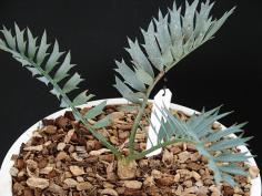 Encephalartos horridus "ใบกว้าง"