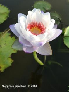 Nymphaea gigantean  จิ๋ว 2013 | laddagarden - ลาดหลุมแก้ว ปทุมธานี