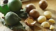 Macadamia Nuts (ถั่วมะคาเดเมีย) 