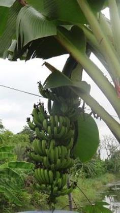 กล้วยหอม | สวนอำไพศรี - ธัญบุรี ปทุมธานี
