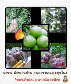กิ่งตอนมะนาวแป้น ดกพิเศษ | Manaw Pakwanban Agriculture and Herb - หล่มสัก เพชรบูรณ์