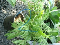 เฟิร์นรัศมีโชติ (fern,Blenchnaceae) 2