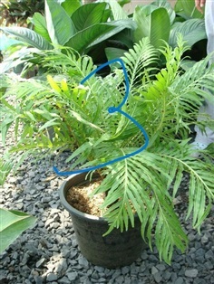 เฟิร์นรัศมีโชติ (fern,Blenchnaceae) 3
