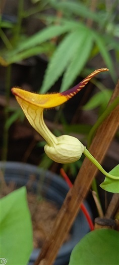 Aristolochia anguicida นกกระจิบ