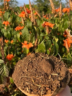 POTTING SOIL ดินสังกรณี ดินปลูกสังกรณี | Alungkarn - เมืองราชบุรี ราชบุรี