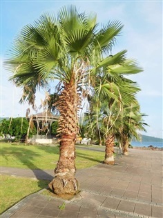 ปาล์มเป็ตติโค้ทWashingtonia Robusta  | เมล็ดพันธุ์ดี เกษตรวิถีไทย - เมืองระยอง ระยอง