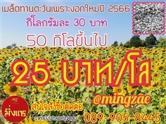 เมล็ดทานตะวันดำจัมโบ้ ปี 63 (ปีนี้ไม่มีเมล็ดดำ)