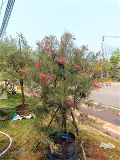 สนเกรวิเลียสีชมพูแคระ | สวนสุชานาถพันธ์ไม้ - เมืองปราจีนบุรี ปราจีนบุรี