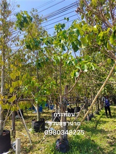 ต้นกระท้อน | สวนสุชานาถพันธ์ไม้ - เมืองปราจีนบุรี ปราจีนบุรี