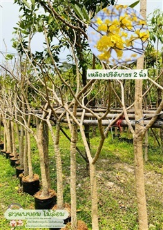 เหลืองปรีดียาธร (ตะเบ) 2 นิ้ว | สวนพยอมไม้ล้อม จำหน่ายไม้ขุดล้อมขนาดเล็ก,ขนาดใหญ่ - เมืองนครนายก นครนายก