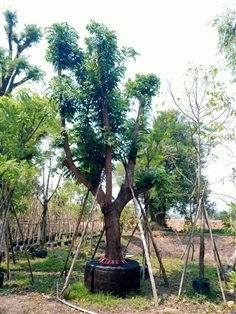 ต้นคูนชมพู 15 นิ้ว | สวนป้าควรพันธ์ไม้ -  สระบุรี