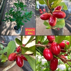 (1ต้น) ต้น ต้นมหัศจรรย์ ต้นมิราเคิล Miracle Fruit / ณัฐวดี | Shopping by lewat - เมืองมหาสารคาม มหาสารคาม