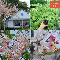 (6ต้น) ต้นกัลปพฤกษ์   กัลปพฤกษ์ ดอก สีชมพู / เยาวลักษณ์ | Shopping by lewat - เมืองมหาสารคาม มหาสารคาม