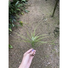 ?Tillandsia Schiedeana minor(มีราคาส่ง) | CTK Garden - เมืองราชบุรี ราชบุรี