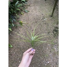 ?Tillandsia Schiedeana minor(มีราคาส่ง)