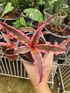 ขายสับปะรดสีกิเลนชมพู "Pink star" ใบสีชมพูหวานแหวว | proud garden - เมืองนครปฐม นครปฐม