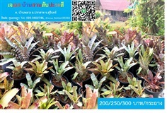 สับปะรดสีม้าลาย Bromeliad Aechmea ฟอร์มเทห์ สวยงาม | เจเอสบ้านสวนสับปะรดสี - ปราสาท สุรินทร์