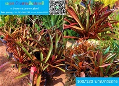 สับปะรดสี เอคเมีย ชานทินีอาย Aechmea chantinii สวย | เจเอสบ้านสวนสับปะรดสี - ปราสาท สุรินทร์