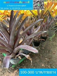 สับปะรดสี Aechmea Malva ต้นใหญ่พร้อมกระถาง | เจเอสบ้านสวนสับปะรดสี - ปราสาท สุรินทร์