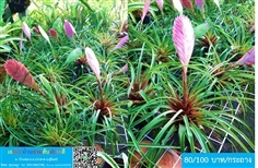 สับปะรดสี ทิลแลนเซีย ไซยาเนีย (Tillandsia Cyanea) | เจเอสบ้านสวนสับปะรดสี - ปราสาท สุรินทร์