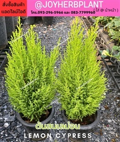 สนเลม่อน Lemon cypress สนกลิ่นมะนาว ขายปลีก-ขายส่ง