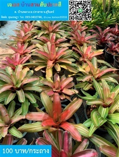 สับปะรดสี Neoregelia Orange Crush ส้มสวย | เจเอสบ้านสวนสับปะรดสี - ปราสาท สุรินทร์