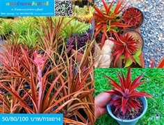 สับปะรดสี Red Pine Apple มีผล น่ารัก สวย | เจเอสบ้านสวนสับปะรดสี - ปราสาท สุรินทร์