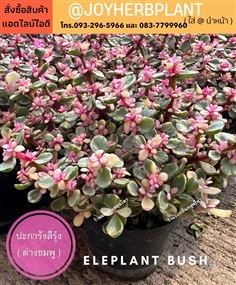 ปะการังสายรุ้ง ( ด่างชมพู ) elephant bush ขายปลีก-ขายส่ง 