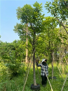 ต้นมะพลับ ขนาด 4 นิ้ว | สวนตั้มเครนพันธ์ไม้ - แก่งคอย สระบุรี