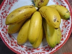 กล้วยสายนำ้ผึ้ง  หน่อกล้วยสวยนำ้ผึ้ง | วรรณพันธุ์ไม้ - เมืองตรัง ตรัง