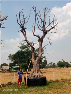 พูนทรัพย์ (กะบก)