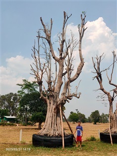 พูนทรัพย์ (กะบก)