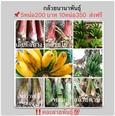 หน่อกล้วยหอมทอง | วรรณพันธุ์ไม้ - เมืองตรัง ตรัง