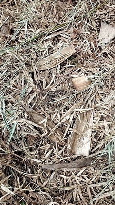 ใบไผ่แห้ง 500กรัม 19 บาท ธรรมชาติจากบ้านสวน | เจซีฟาร์ม - เวียงชัย เชียงราย