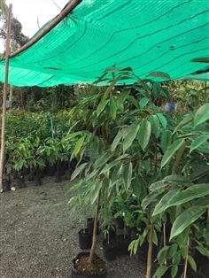 ต้นทุเรียนพันธุ์หมอนทอง  | สวนทุเรียนวินเนอร์และพันธุ์ต้นไม้ - ปากท่อ ราชบุรี