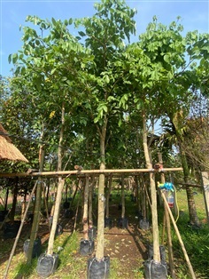 ต้นคูน ขนาด 3 นิ้ว | ไอลดา - เมืองปราจีนบุรี ปราจีนบุรี