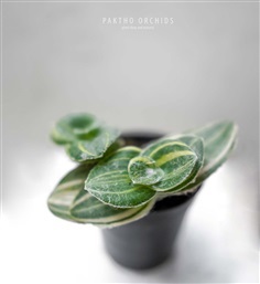 สายใยรักด่าง Tradescantia sillamontana variegated