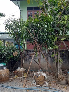 มะม่วงมันขุนศรี | สวนไม้ไทย - บางบัวทอง นนทบุรี